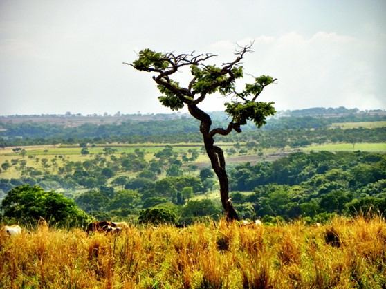 Alerta ao meio ambiente: Congresso pode “passar boiada” devastadora