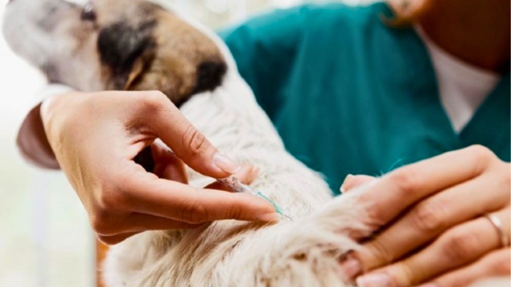 HVT orienta vacinação de cães e gatos em Campinas