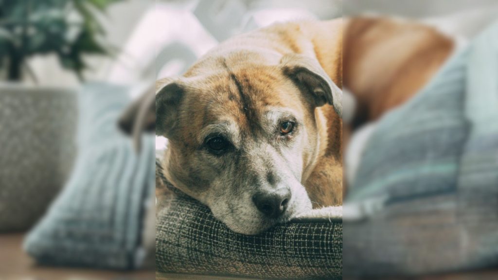 HVT aponta sinais de câncer de próstata em pets em Campinas