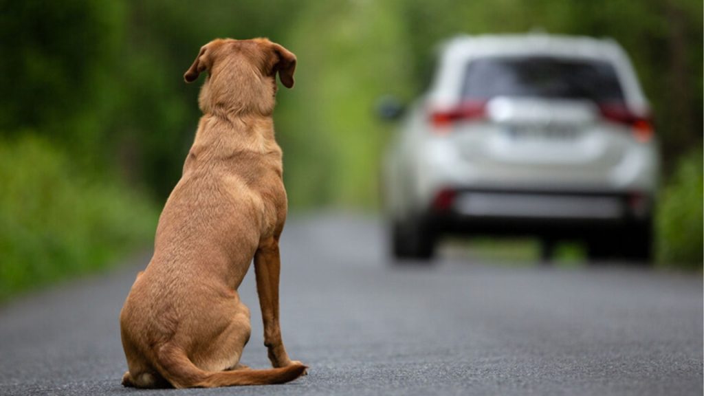 Dezembro Verde Escuro alerta para maus-tratos de animais em todo o país