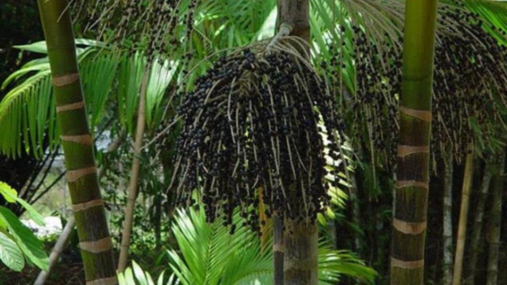 No Amazonas, 62% da exploração madeireira é feita ilegalmente