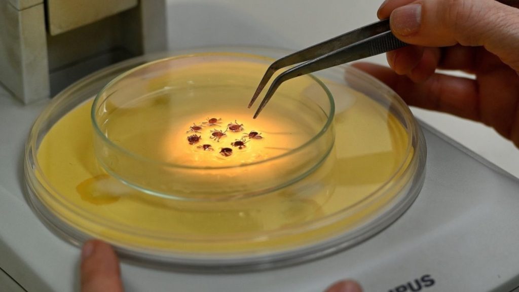 Campinas registra morte por febre maculosa e reforça alerta para prevenção