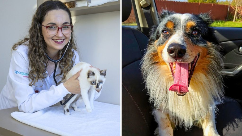 Cinetose em cães e gatos: como reduzir enjoo e estresse durante viagens