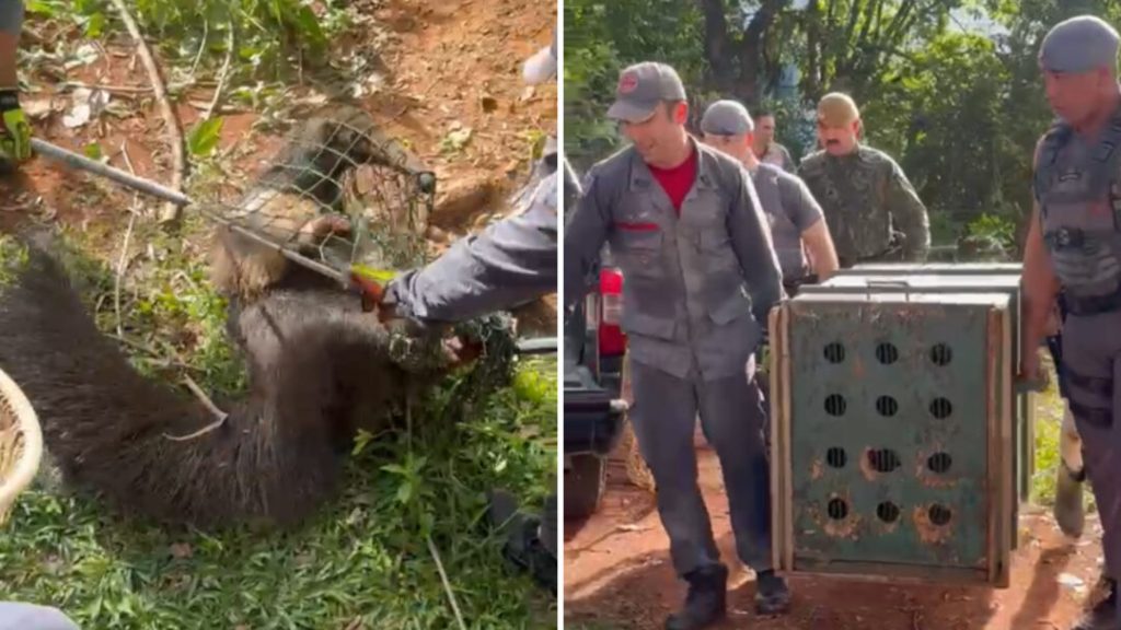 Enxame de abelhas e sedativos: saiba como foi o resgate de tamanduá-bandeira flagrado na área central de Piracicaba